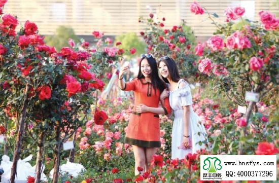 2015 南陽(yáng)月季展玉雕節(jié)已開(kāi)幕，花已開(kāi)好 君可來(lái)矣