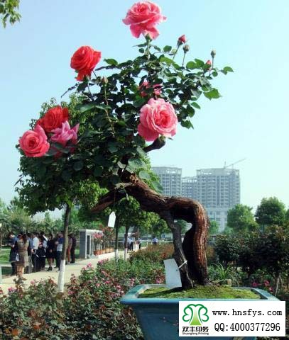 2015 南陽(yáng)月季展玉雕節(jié)已開(kāi)幕，花已開(kāi)好 君可來(lái)矣