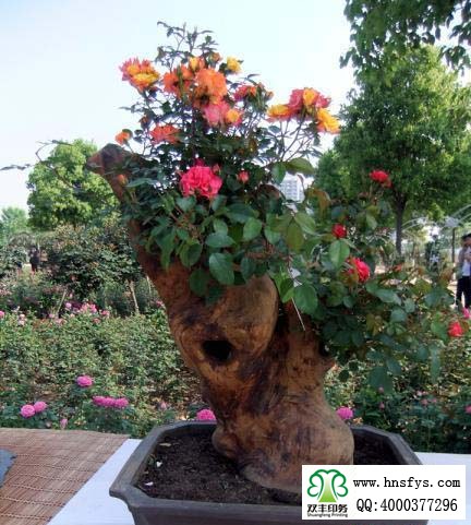 2015 南陽(yáng)月季展玉雕節(jié)已開(kāi)幕，花已開(kāi)好 君可來(lái)矣