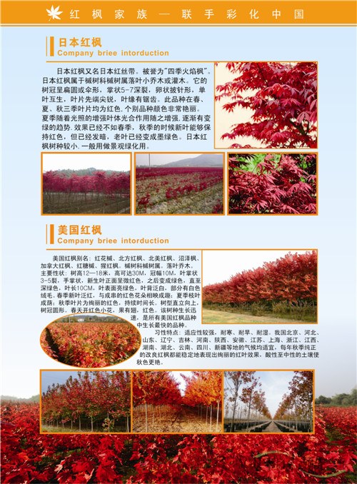 紅楓家族宣傳畫(huà)冊(cè)印刷